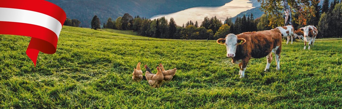 Kühe und Hühner stehen auf einer Weide. In der linken Ecke ist eine Österreichflagge. Kühe und Hühner stehen auf einer Weide. In der linken Ecke ist eine Österreichflagge.