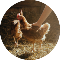 Zwei Hühner in einem Stall.